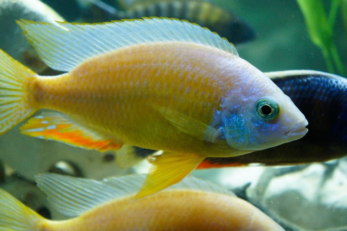 African cichlids. Visit our store for current availability.