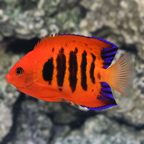 Flame Angel — Christmas Island color form. Visit our store for current availability.