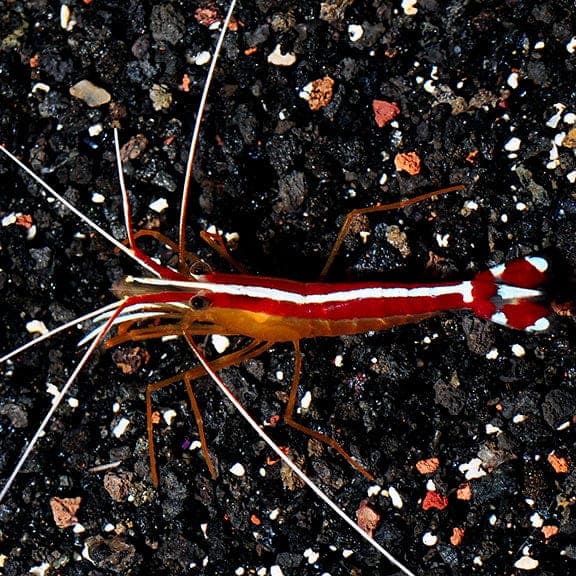 Scarlet Skunk Cleaner Shrimp. Visit our store for current availability.