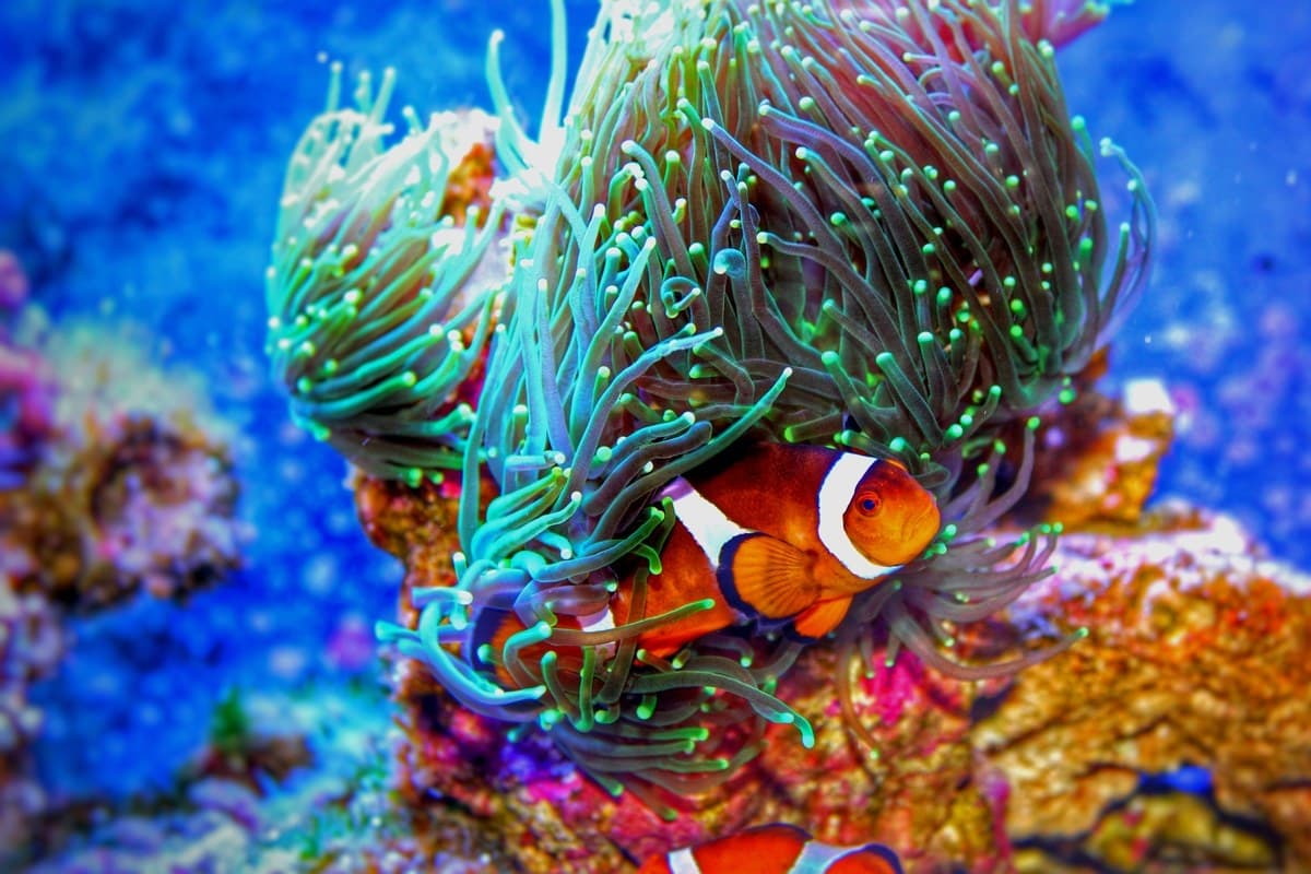 Clownfish in an anemone. Visit our store for current availability.