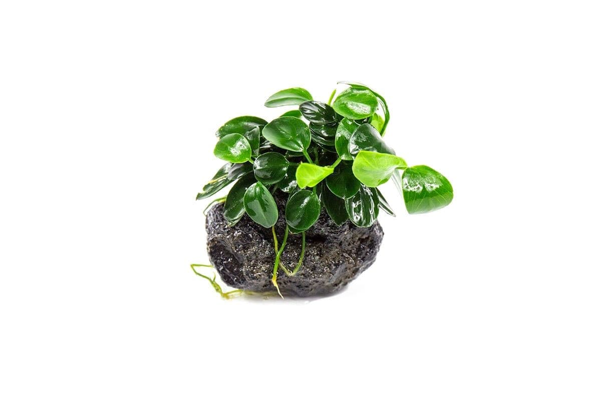 Anubias Nana Petite on Lava Stone. Visit our store for current availability.