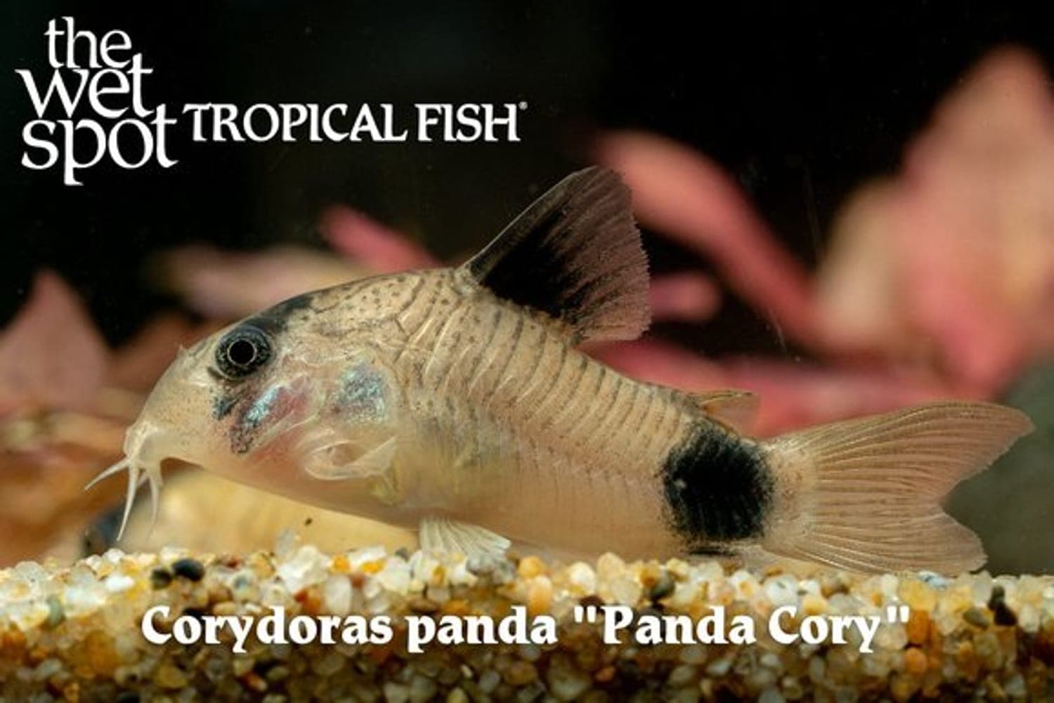 Panda Cory — one of five cory species in this week. Visit our store for current availability.
