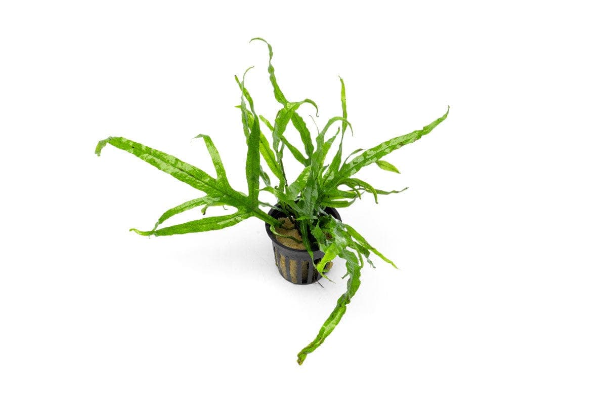Java Fern Trident — Visit our store for current availability