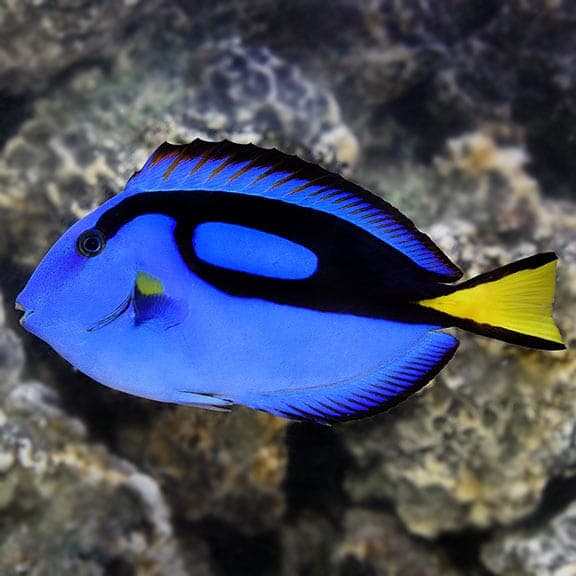 Blue Hippo Tang. Visit our store for current availability.