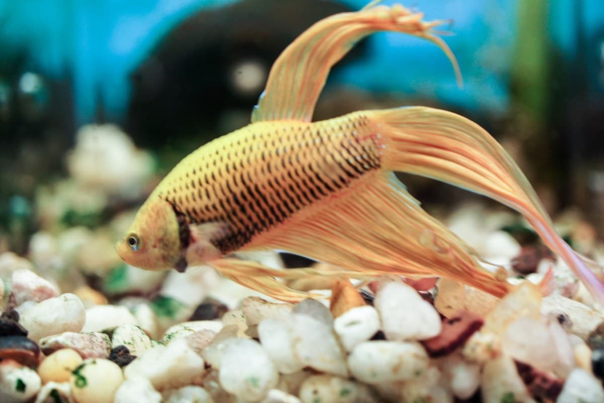 Bettas, cichlids, rainbows and tetras all mix and match toward the quantity break. Visit our store for current availability.