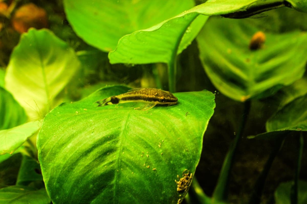 An otocinclus on an anubias leaf. Visit our store for current availability.