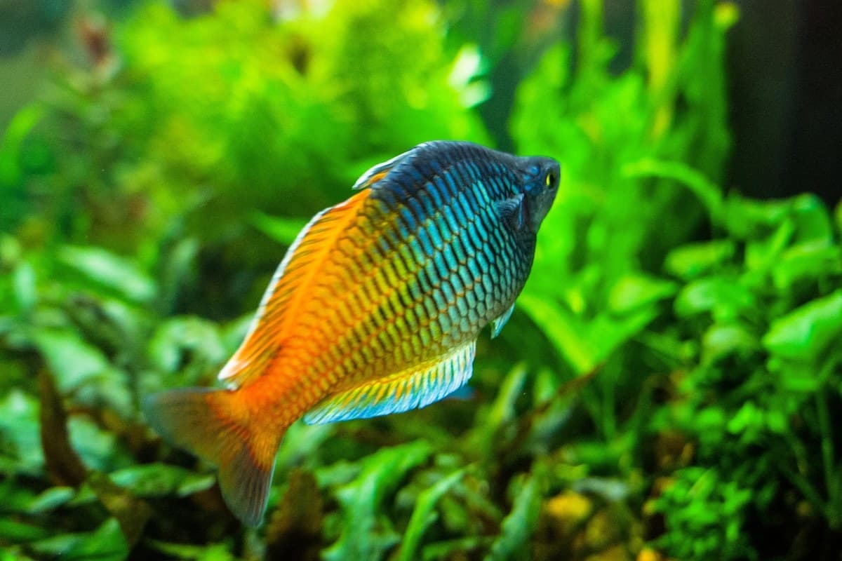 Boesemani rainbows. Visit our store for current availability.