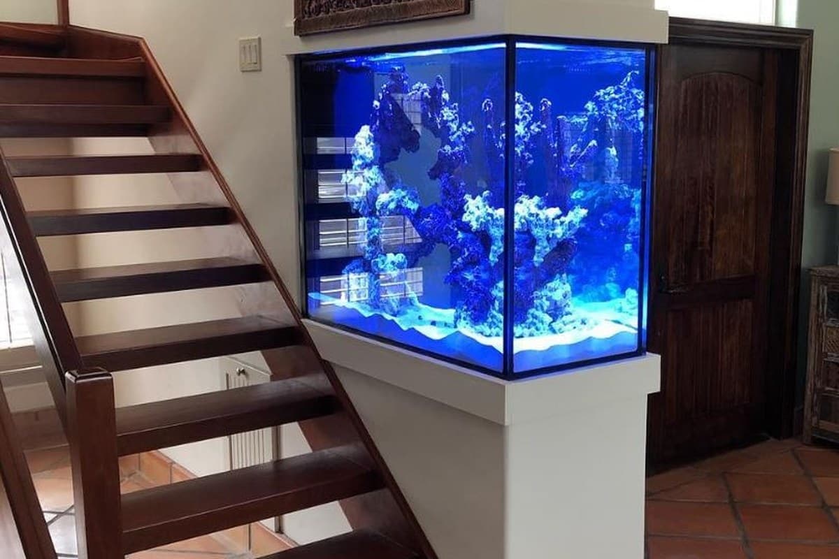 Let your imagination run wild — let Nature Aquariums help you design your dream aquarium.