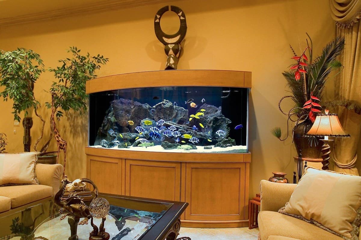 Let your imagination run wild — let Nature Aquariums help you design your dream aquarium.